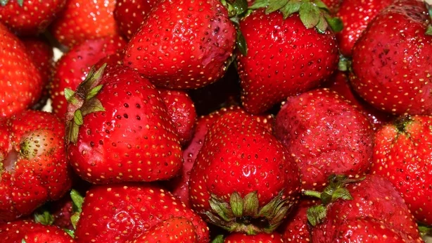 Reife Erdbeeren. Leuchtend rote, nasse Beeren, Erdbeeren, Nahaufnahme.