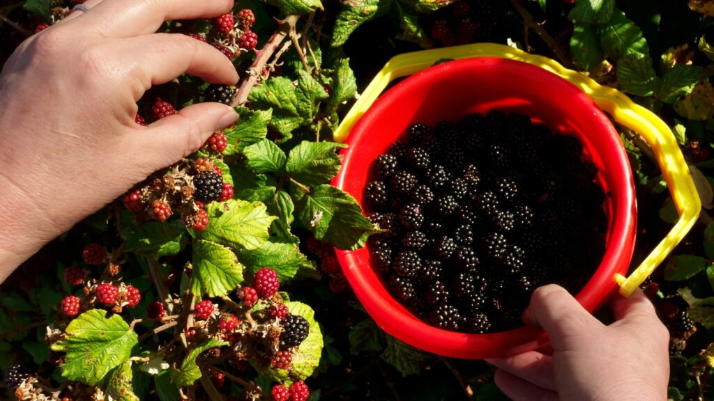 Alles, was Sie über die Brombeersaison wissen müssen