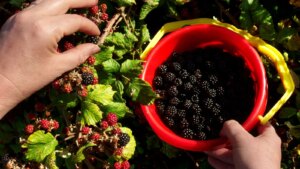 Alles, was Sie über die Brombeersaison wissen müssen